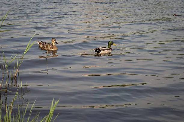 Wild-ducks are in the small river