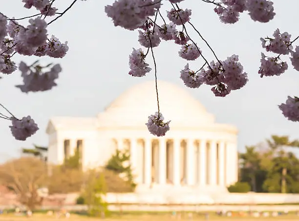 Photo of Cherry Blossom and Jefferson Memorial