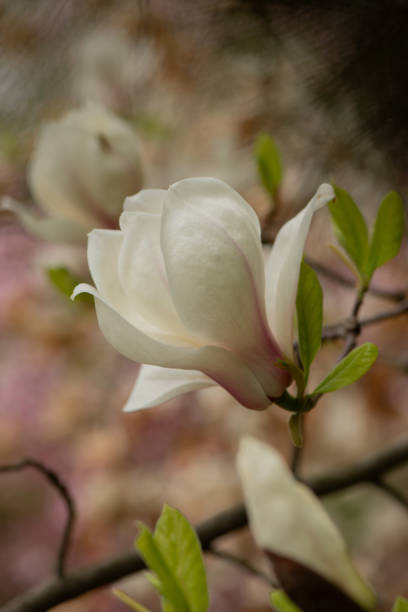 istock Beautiful magnolia tree blossoms in springtime. Jentle magnolia flower against sunset light. Romantic creative toned floral background. 1778368735