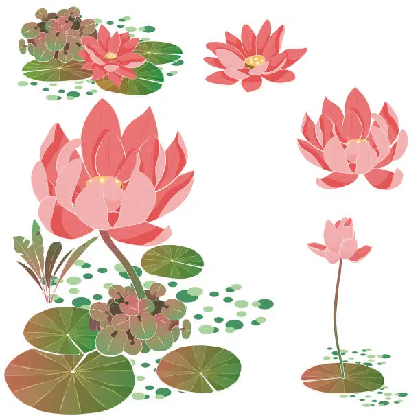 Vector illustration of Beautiful lotus flowers drawing