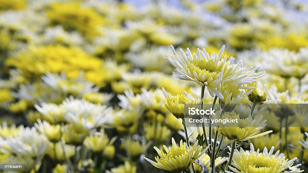 Chrysantheme Blumen Farms. - Lizenzfrei Baumblüte Stock-Foto