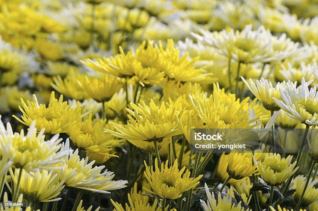 Flores de crisântemo explorações. - Foto de stock de Agricultura royalty-free