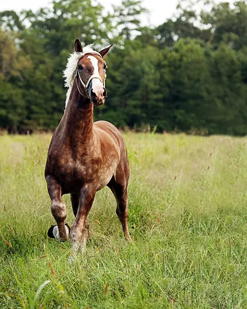 Photo of Belgian Stallion