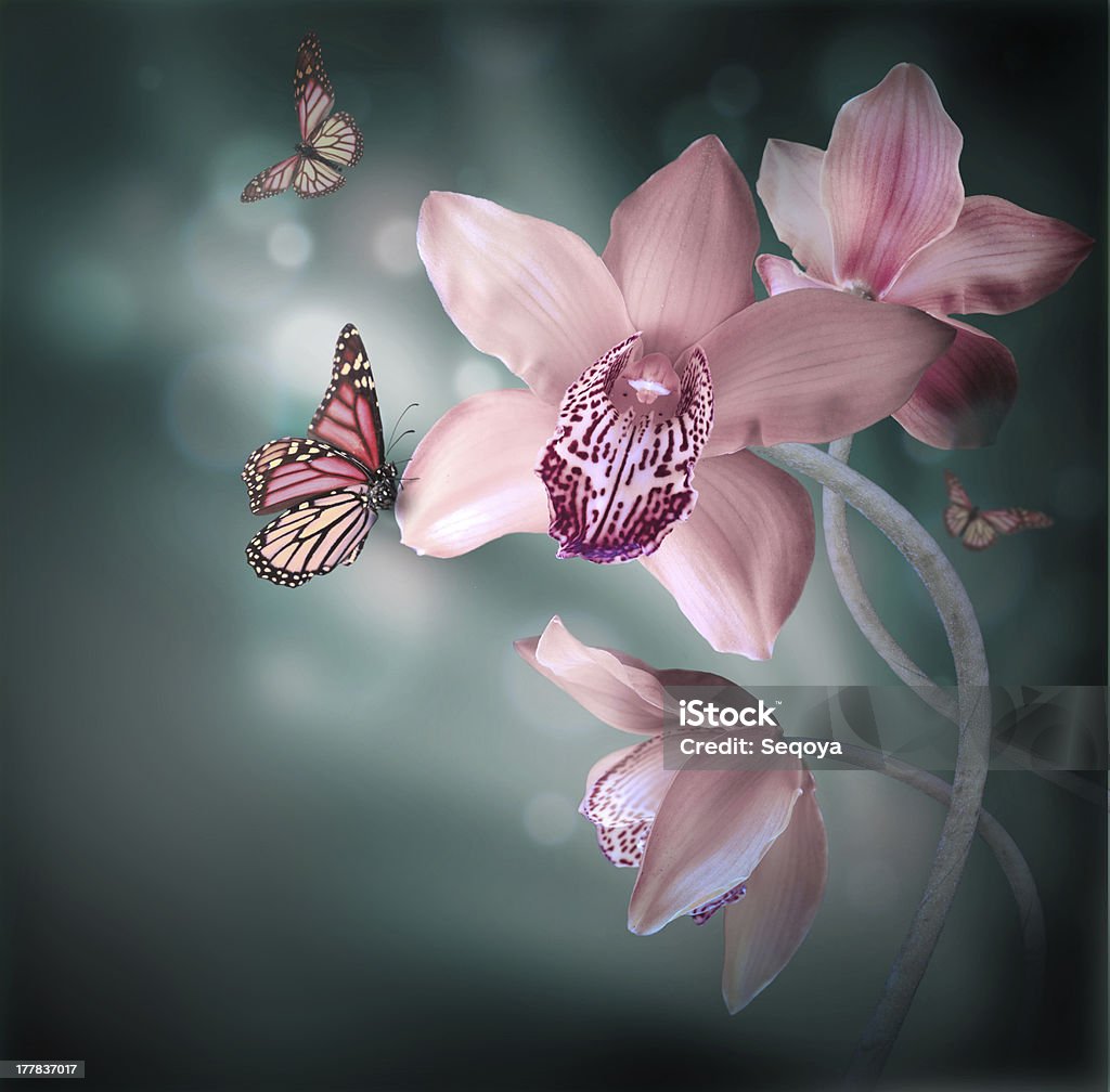 Orchids with a butterfly Orchids with a butterfly on the coloured background Backgrounds Stock Photo