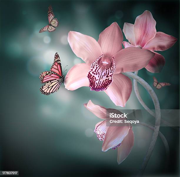 Orchids With A Butterfly Stock Photo - Download Image Now - Backgrounds, Beauty In Nature, Close-up