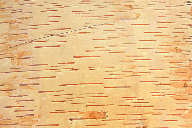 birch bark stock photo