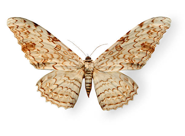 istock Beige leopard butterfly isolated on white 177837141