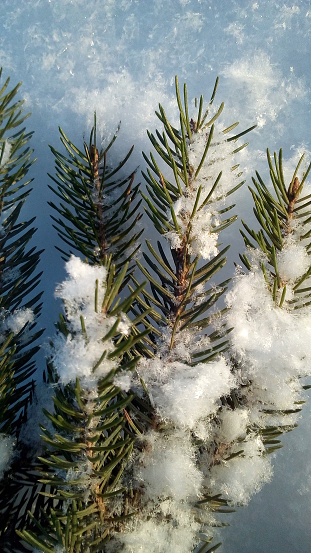 Christmas winter snowy conifer branch on white snow