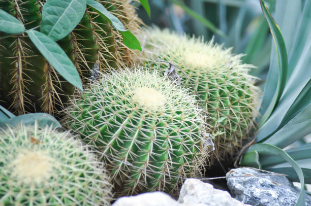 echinocactus grusonii, cactus tonneau doré ou succulente - grusonii photos et images de collection