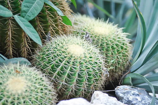 echinocactus grusonii, Golden barrel cactus or succulent plant