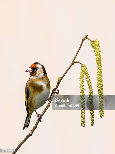 Goldfinch Na Catkins - zdjęcia stockowe i więcej obrazów Bez ludzi - Bez ludzi, Dzikie zwierzęta, Fotografika