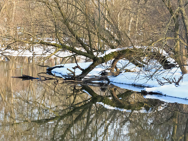 riverscape tardi in inverno - dupage county scenics tree trunk fallen tree foto e immagini stock