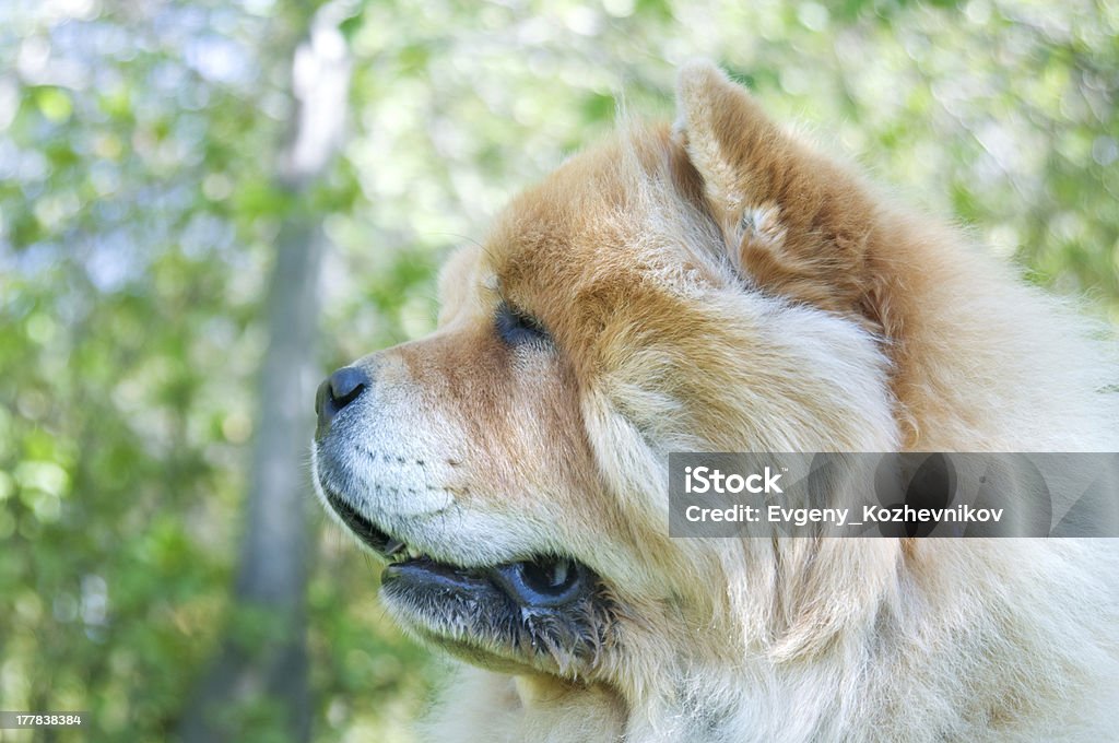 차우차우 (Chow Chow)-개과 city park - 로열티 프리 가을 스톡 사진