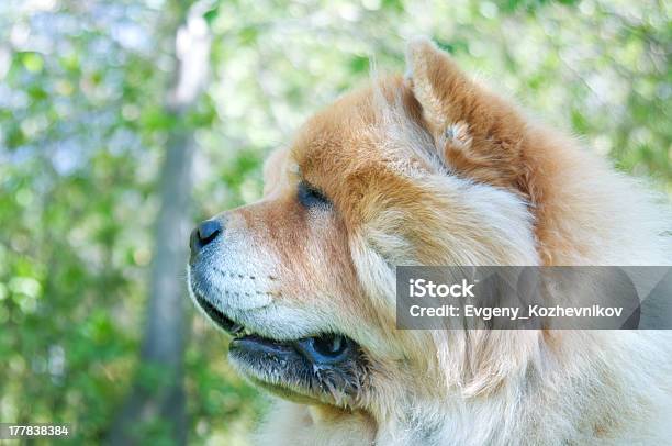 Chowchow Cão No Parque Da Cidade - Fotografias de stock e mais imagens de Animal - Animal, Animal de Estimação, Ao Ar Livre