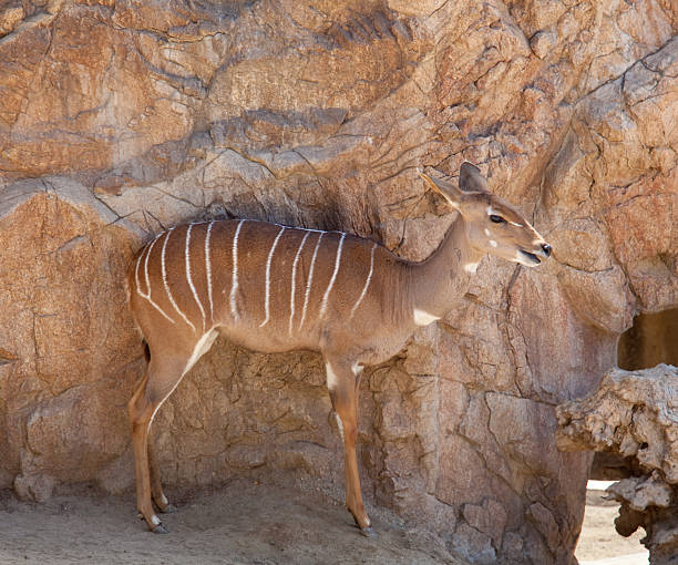istock Kudu antelope with camoflage 177838386