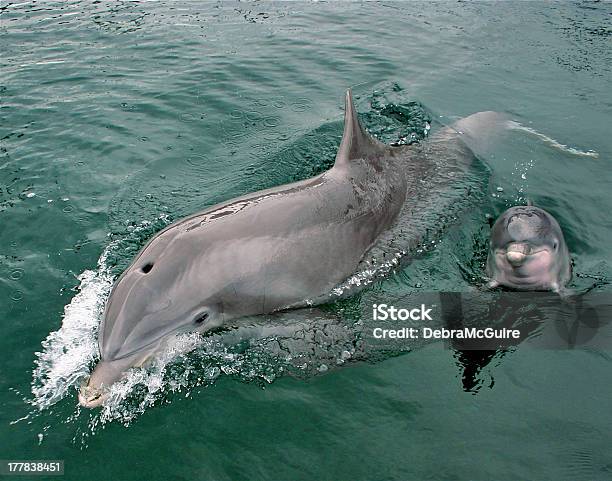 Вешать С Мама — стоковые фотографии и другие картинки Дельфинёнок - Дельфинёнок, Розовый, Гавайские острова
