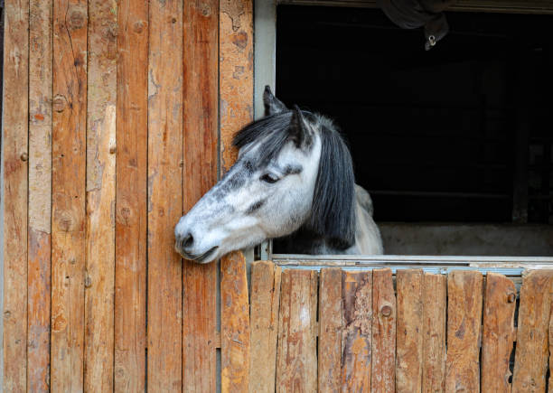 istock Horse in the barn 1778386868