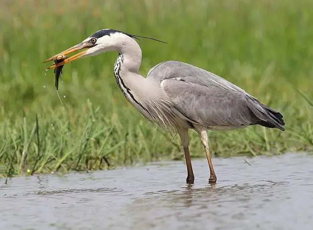 Grey heron with a fish held in its beak, Hungary