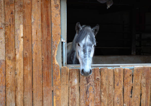 istock Horse in the barn 1778388319