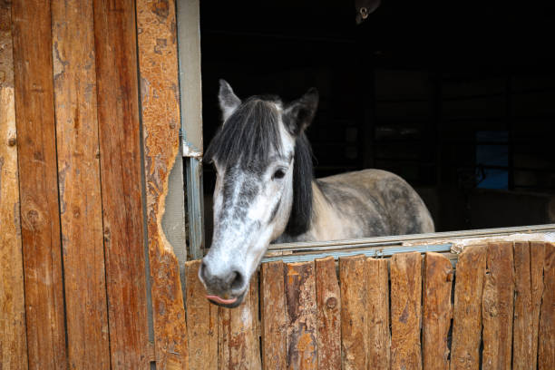 istock Horse in the barn 1778389130