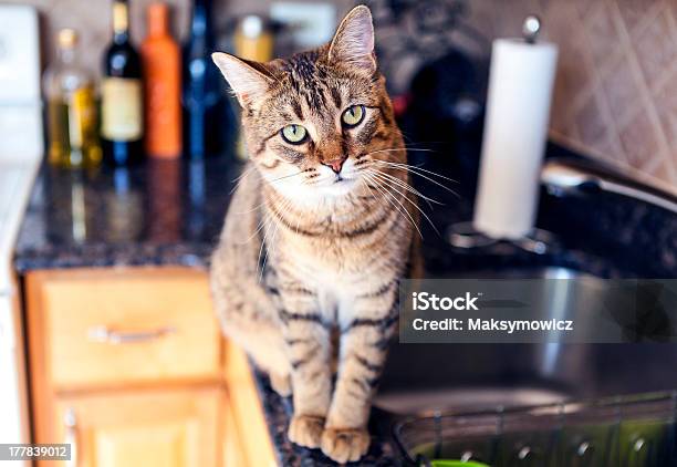 Young Cat In The Kitchen Stock Photo - Download Image Now - Domestic Cat, Kitchen Counter, 'at' Symbol