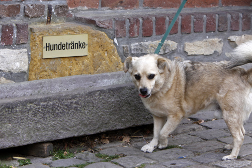 Mixed-breed dog at a dog drinking