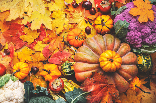 Autumn harvest and shopping: pumpkins, persimmons, cauliflower, chestnuts on background of fallen maple leaves, festive natural fall background, top view