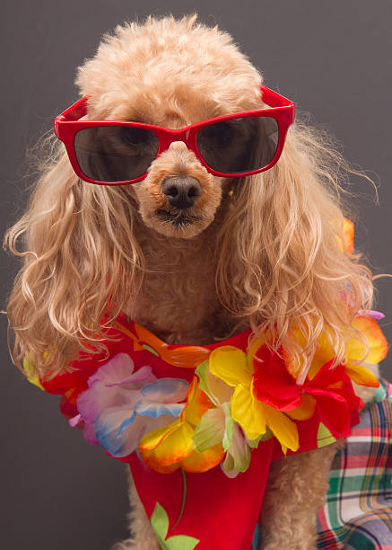 istock Tacky Tourist 177839611