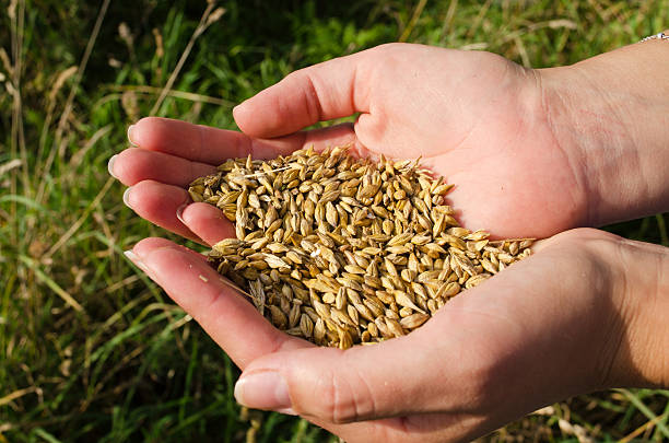 istock woman hands harvest ripe wheat cereal grain autumn 177839915