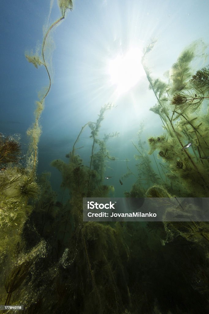 Plantas subacuáticas de agua dulce - Foto de stock de Abstracto libre de derechos