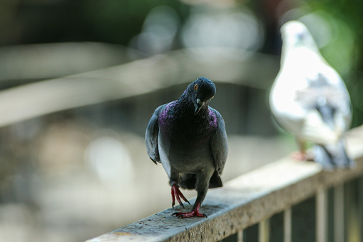 The pigeon was on the iron railing looking for food or something.