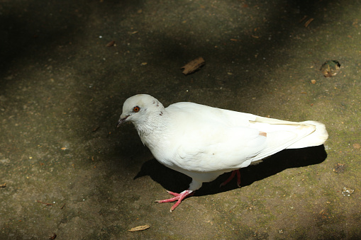 Eurasian collared dove (Streptopelia decaocto) standing on a rock.