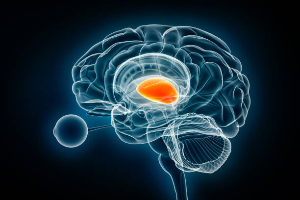 istock Thalamus profile x-ray view 3D rendering illustration. Human brain and nervous system anatomy, medical, healthcare, biology, science, neuroscience, neurology concepts. 1778406091