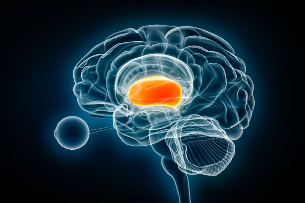 istock Forebrain or prosencephalon x-ray view 3D rendering illustration. Human brain and nervous system anatomy, medical, healthcare, biology, science, neuroscience, neurology concepts. 1778406112