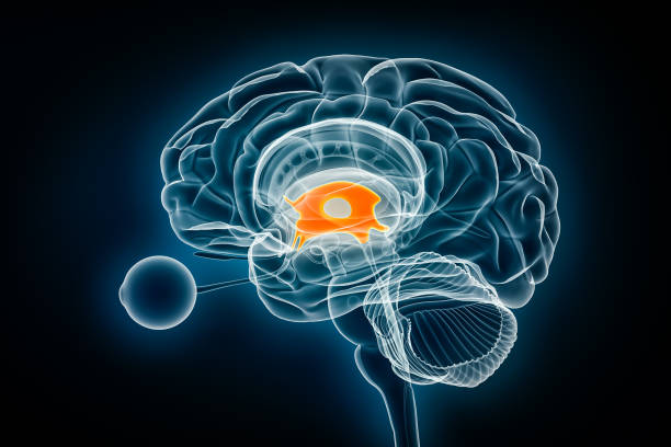 istock Third cerebral ventricle profile x-ray view 3D rendering illustration. Human brain and ventricular system anatomy, medical, healthcare, biology, science, neuroscience, neurology concepts. 1778406132