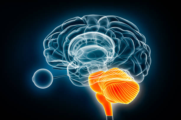 istock Hindbrain or rhombencephalon x-ray view 3D rendering illustration. Human brain and nervous system anatomy, medical, healthcare, biology, science, neuroscience, neurology concepts. 1778407211