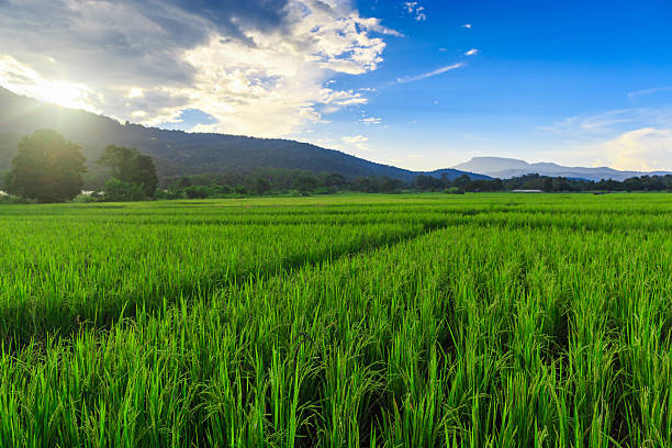 istock Green Rice Field with Mountains Background 177840731