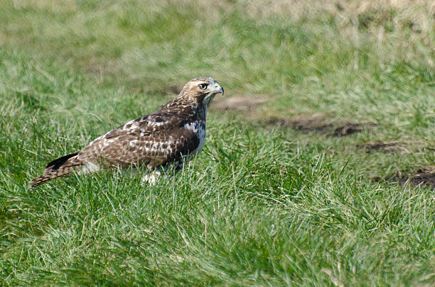 red-tailed hawk ruhen auf dem rasen - red tailed boa stock-fotos und bilder