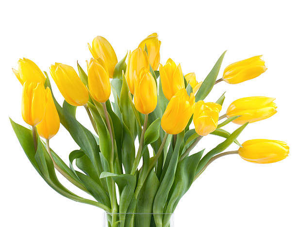 istock Bouquet of yellow tulips in a vase 177841002