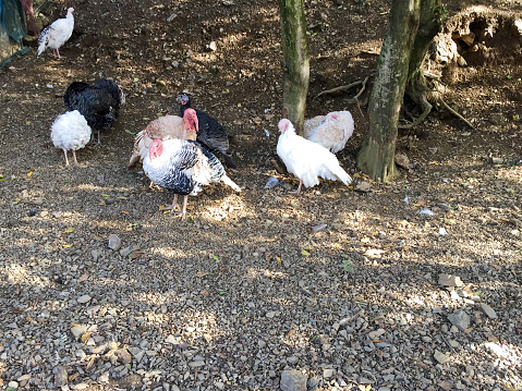 Poultry animals. Turkey, hen and rooster in chicken coop in garden