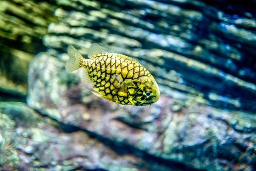 School of curious tropical puffer fish swimming along sand covered ocean floor