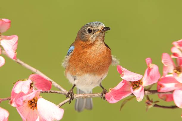 istock Bluebird with Dogwood flowers 177841793