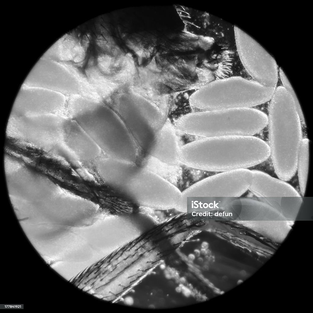 Micrografia de insetos com ovos - Foto de stock de Ampliação royalty-free