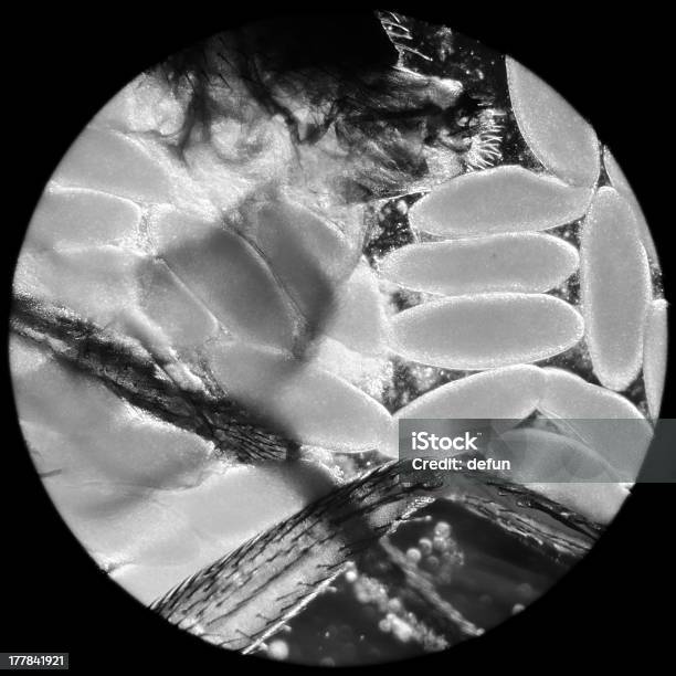 Foto de Micrografia De Insetos Com Ovos e mais fotos de stock de Ampliação - Ampliação, Anatomia, Animal