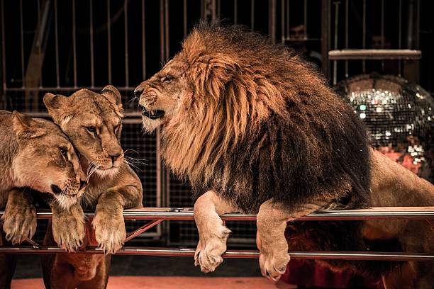 magnifique lion rugissant et deux lionne sur l'arène du cirque - lion mane strength male animal photos et images de collection