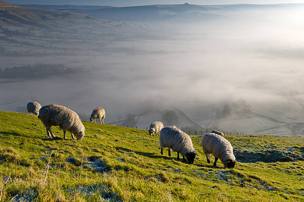 istock Group of Sheep Grazing Grass on a Hill 177842112
