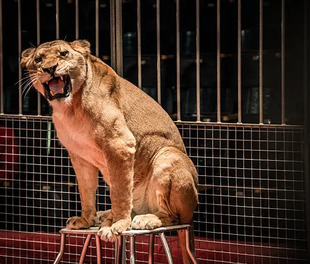 Gorgeous roaring lioness sitting in a circus arena cage