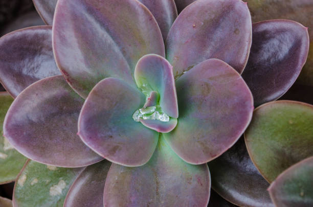 istock Succulent plant with water droplets 1778422011