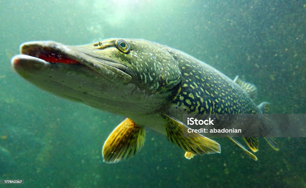 Northern Pike (Esox Lucius). - Foto de stock de Lucio europeo libre de derechos