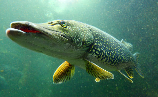 istock The Northern Pike (Esox Lucius). 177842367